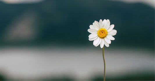 Embracing Simplicity: A Path to Inner Peace and Fulfillment