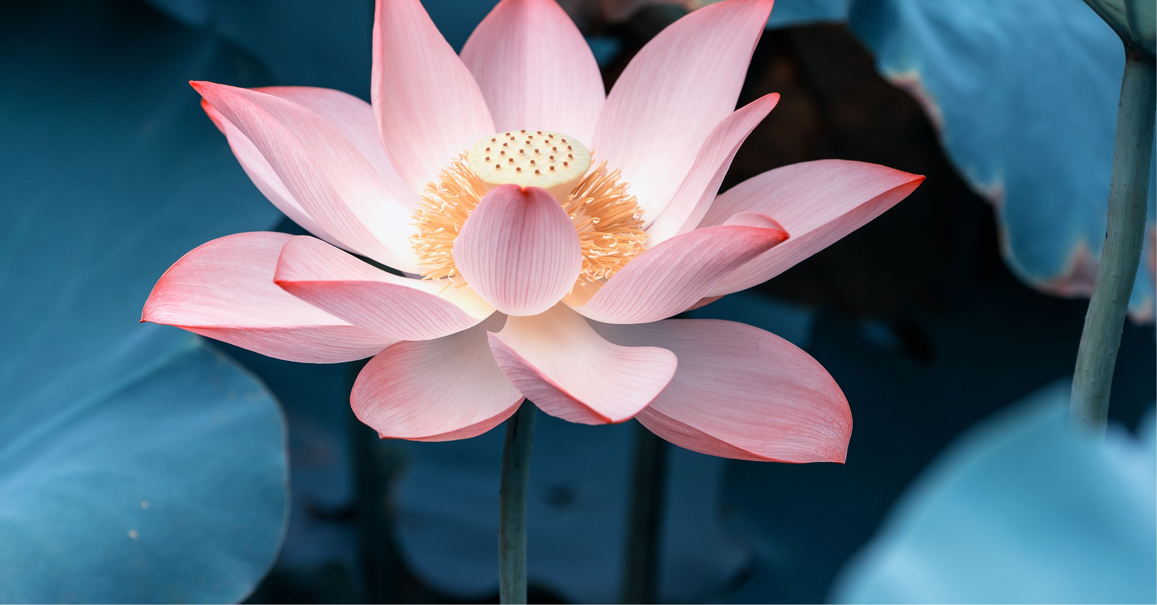 The Cognitive and Emotional Benefits of Physical Exercise: A Scholarly Perspective